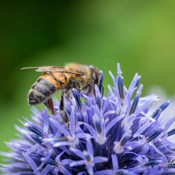 2021-08-14_10-17-11_Copyright_Henk-Dekker.nl_0701