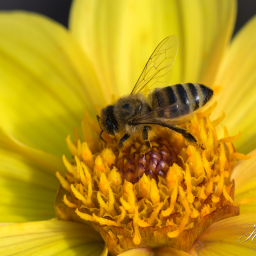 2021-08-14_11-51-33_Copyright_Henk-Dekker.nl_0703