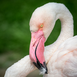 2022-06-29_10-26-34_Copyright_Henk-Dekker.nl_0749