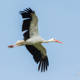 2022-06-29_10-32-55_Copyright_Henk-Dekker.nl_0751