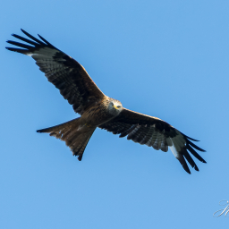 2022-07-05_07-14-48_Copyright_Henk-Dekker.nl_0760