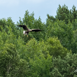 2022-07-06_12-33-35_Copyright_Henk-Dekker.nl_0761