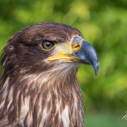 2022-07-12_10-06-46_Copyright_Henk-Dekker.nl_0774