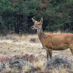 2022-09-11_17-18-18_Copyright_Henk-Dekker.nl_0810