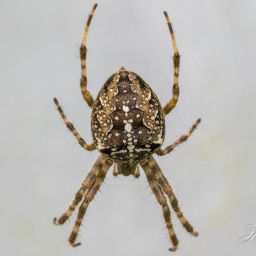2022-09-14_15-22-31_Copyright_Henk-Dekker.nl_0828