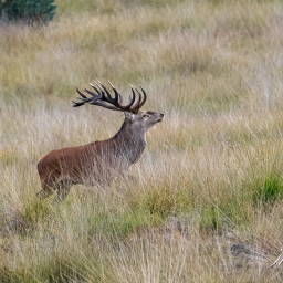 2022-09-14_19-06-28_Copyright_Henk-Dekker.nl_0835