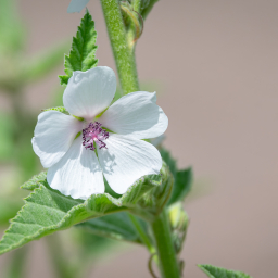 2024-07-15_13-43-17_Copyright_Henk-Dekker.nl_0875