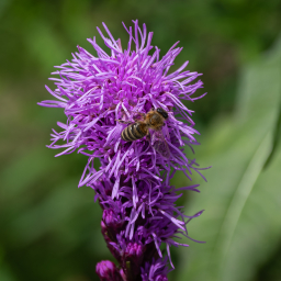 2024-07-15_13-58-34_Copyright_Henk-Dekker.nl_0878