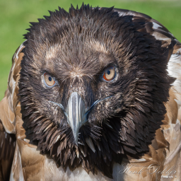 2025-07-01_09-32-50_Copyright_Henk-Dekker.nl_0891