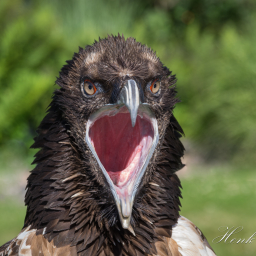 2025-07-01_09-34-33_Copyright_Henk-Dekker.nl_0892