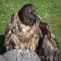 2025-07-01_09-47-19_Copyright_Henk-Dekker.nl_0894