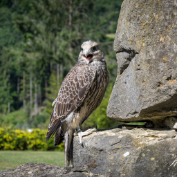 2025-07-01_10-06-10_Copyright_Henk-Dekker.nl_0896