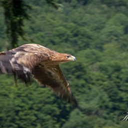 2025-07-01_11-06-12_Copyright_Henk-Dekker.nl_0899