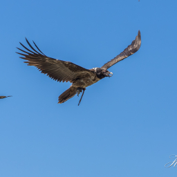 2025-07-01_11-32-31_Copyright_Henk-Dekker.nl_0910