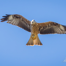 2025-07-01_11-36-15_Copyright_Henk-Dekker.nl_0912