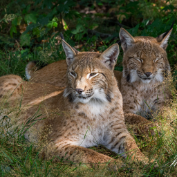 2025-07-24_10-07-53_Copyright_Henk-Dekker.nl_0919