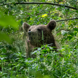 2025-07-24_11-33-13_Copyright_Henk-Dekker.nl_0927