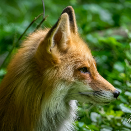 2025-07-24_11-55-21_Copyright_Henk-Dekker.nl_0929