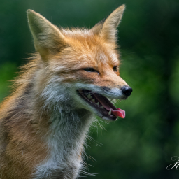 2025-07-24_12-04-04_Copyright_Henk-Dekker.nl_0931