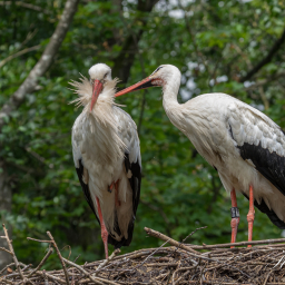 2025-07-24_14-14-13_Copyright_Henk-Dekker.nl_0941