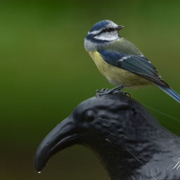 2025-10-15_12-26-28_Copyright_Henk-Dekker.nl_0946